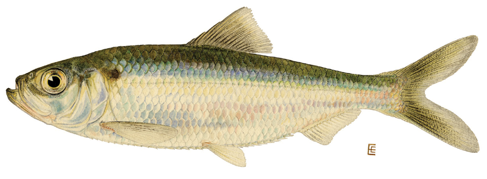 Scientific illustration of an alewife in side profile.
