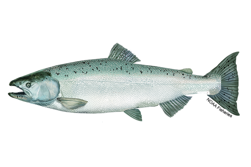 Chinook salmon with dark spots across its back and both tail lobes.