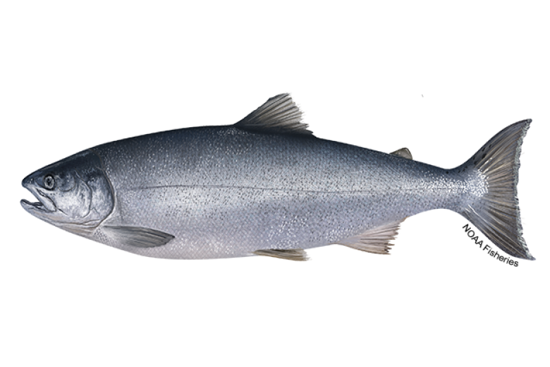 Silver coho salmon with small dark spots on its back and upper tail.