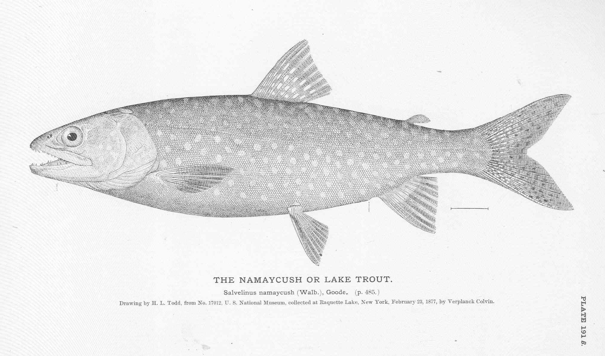 Lake trout: Light spots. Dark body. Deeply forked tail.