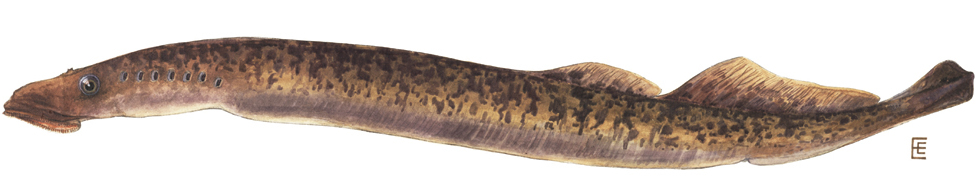 Sea lamprey: Long, round body. Sucker mouth. No paired fins.